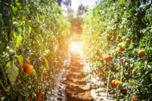 a large tomato field